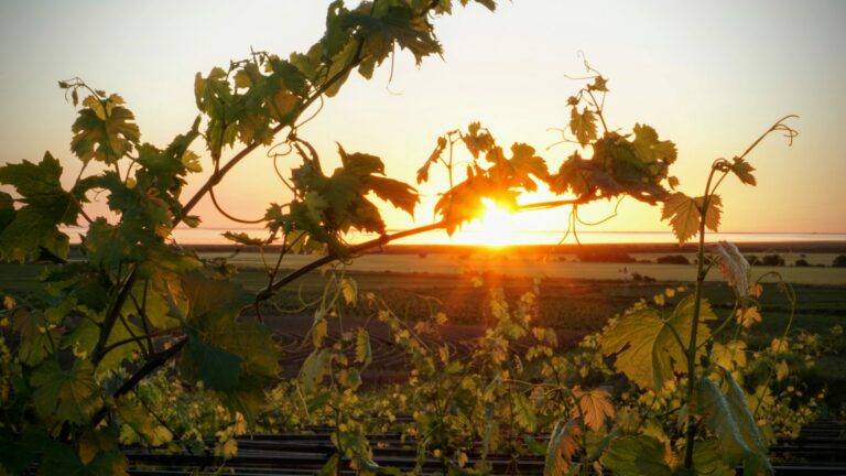 Atardecer entre viñedos