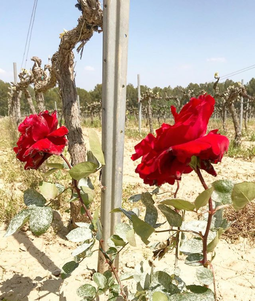 Rosales en las viñas por Sant Jordi