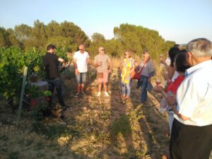 Vendimia en Carol Vallès