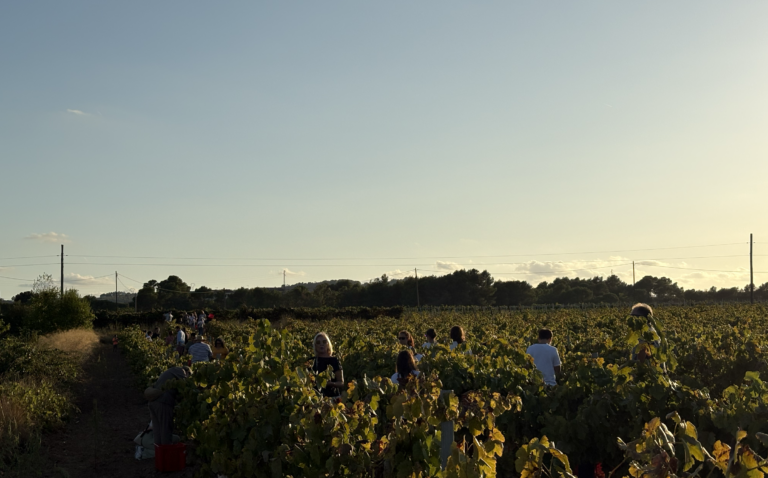Festa de la Verema 2026: una nova nit per celebrar el Penedès